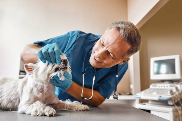 Best Weekend Emergency Dental Services in Perryville, AR
